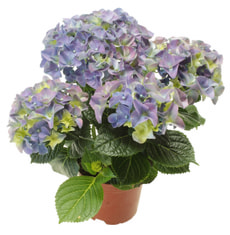 Hortensia Mix 10.5cm