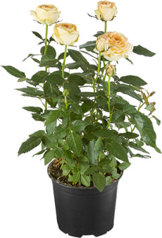 Topfrosen weiss 10.5cm