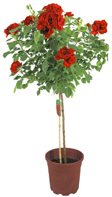 Rosen Stamm