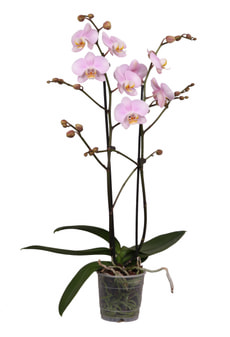 Phalaenopsis 2 Triebe rosa 12cm