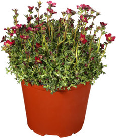 Saxifraga 14cm