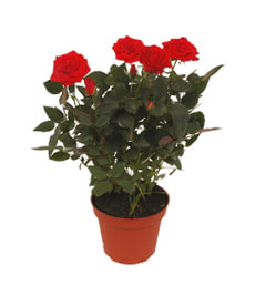 Roses en pot rouge 10.5cm