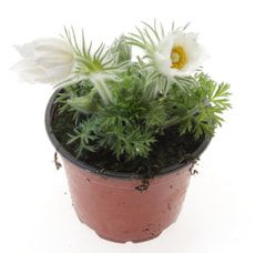 Pulsatilla 12cm