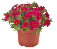Calibrachoa Superbells