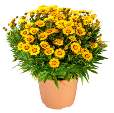 Coreopsis 18cm