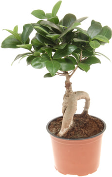 Ficus Microcarpa Ginseng 12cm