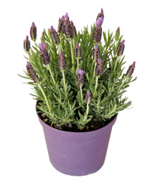 Lavendel stoechas
