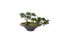 Cedrus Bonsai