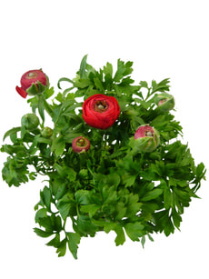 Ranunkel Gambit zweifarbig 10.5cm