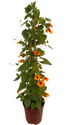 Thunbergia Pyramide