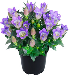 Gentiana scabra Blue Heart 12cm