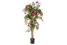 Bougainvillea pink