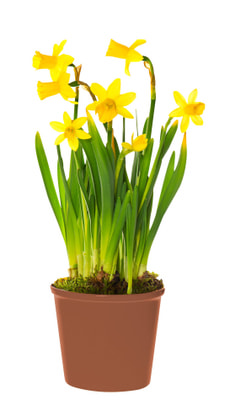Narcisse Tête-à-Tête 9cm