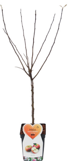 Alberi Mini Poma.Mix 5l