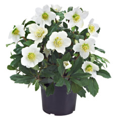 Helleborus Niger 14cm