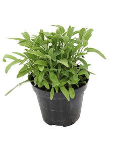 Sauge violett-vert 14cm