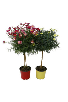 Margeriten Stamm farbig