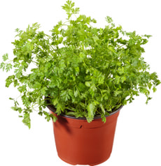 Bio Kerbel