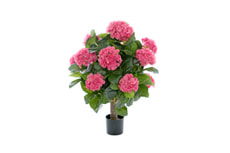 Hydrangea rosa