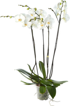 Phala fortuno 4Tr. 17cm
