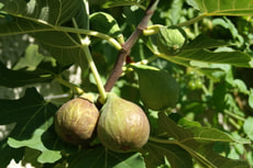 Ficus Contessina