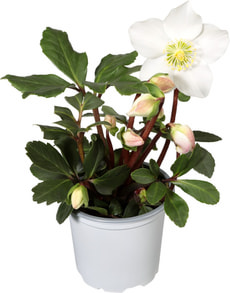 Helleborus 9cm