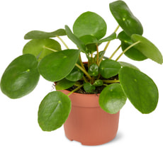 Pilea peperomoides11cm