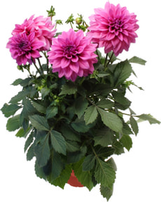 Pâquerette fraise