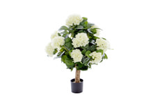 Hydrangea creme