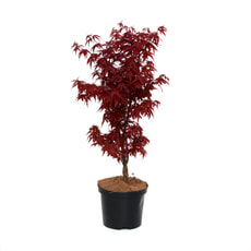 Acer palm. Skeeters Broom 4 l
