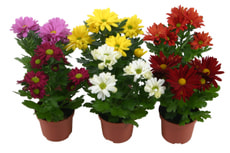 Chrysantheme indicum 9cm