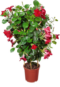 Dipladenia arc