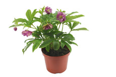 Helleborus Orientalis Mix 14cm