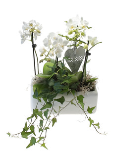 Phalaenopsis-Schale
