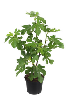 Ficus rouge