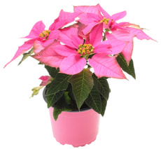 Princettia; Weihnachtsstern 11cm