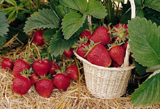 Fragola Thuriga da 6
