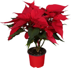Weihnachtsstern Stamm 17cm