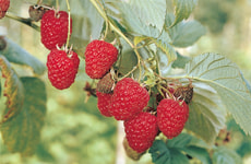 Framboise Willamette été