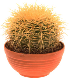 Echinocactus Grusonii