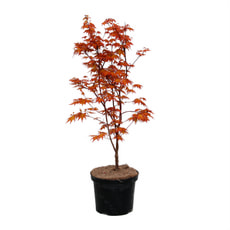 Acero palmato Katsura 4 l