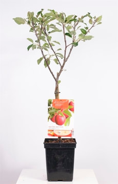 Terrassenbaum Apfel