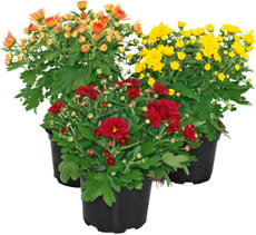 Chrysanthemen multiflora Mix 12cm