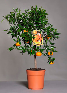 Calamondine Stamm