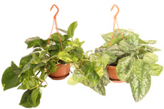 Epipremnum Ampel Mix