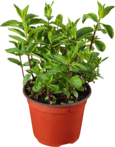 Bio Mojito Minze