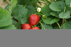 Fragola Thuchief da 6