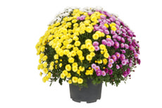 Chrysanthemum Trio 26cm