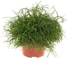 Rhipsalis Cassutha