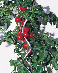 Tomatenspirale